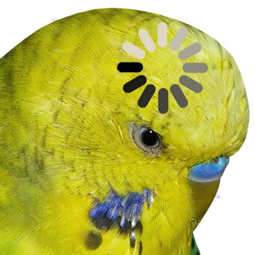 🤯 Стикер «bird memes» для Telegram