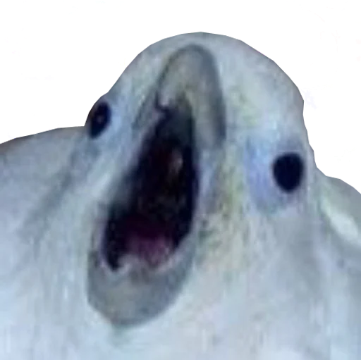 😱 Стикер «bird memes» для Telegram