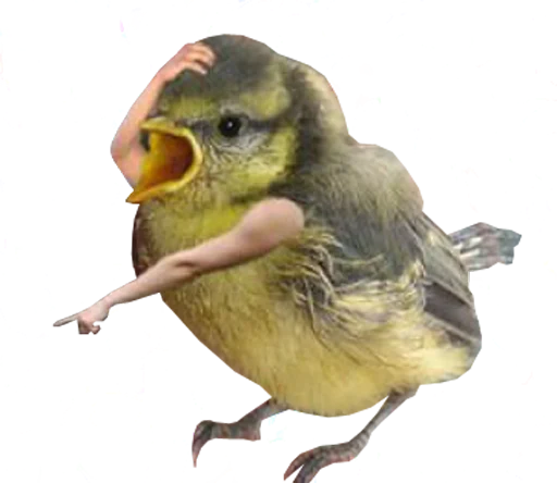 😨 Стикер «bird memes» для Telegram