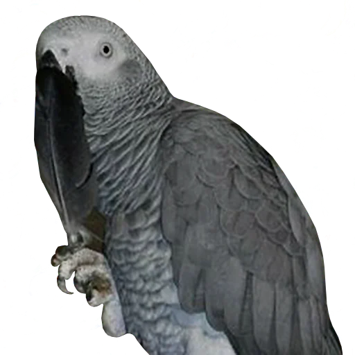 🤫 Стикер «bird memes» для Telegram