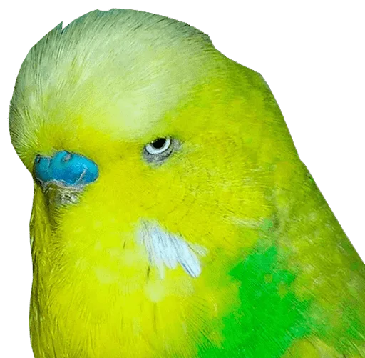 😑 Стикер «bird memes» для Telegram