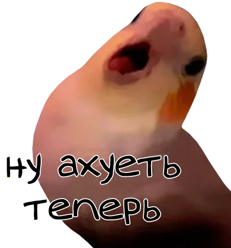 😐 Стикер «bird memes» для Telegram
