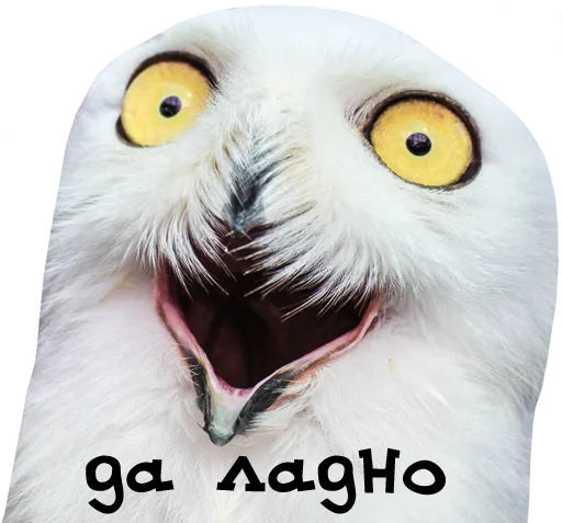 😲 Стикер «bird memes» для Telegram