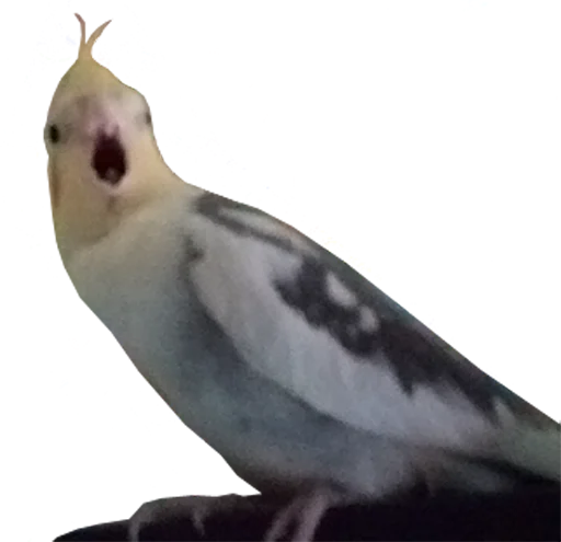 😮 Стикер «bird memes» для Telegram