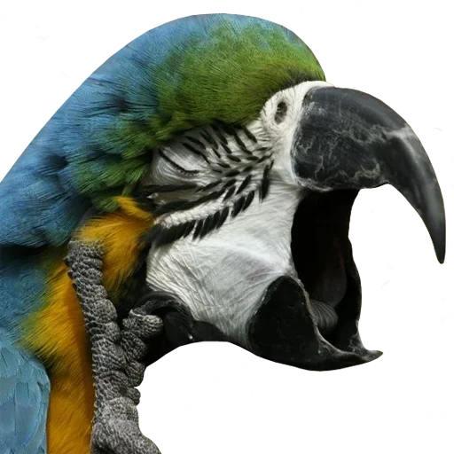 🥱 Стикер «bird memes» для Telegram