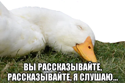 😴 Стикер «bird memes» для Telegram