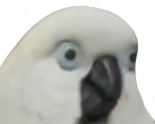 🙄 Стикер «bird memes» для Telegram