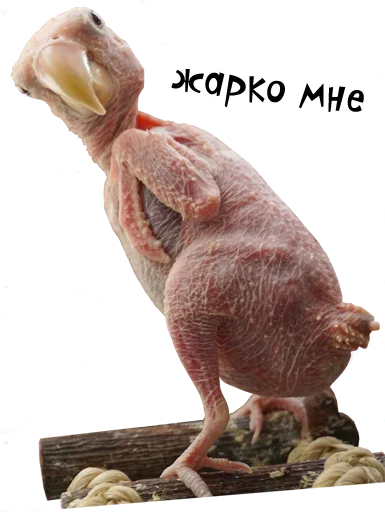 🥵 Стикер «bird memes» для Telegram