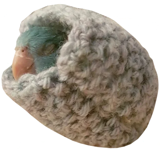 🥶 Стикер «bird memes» для Telegram
