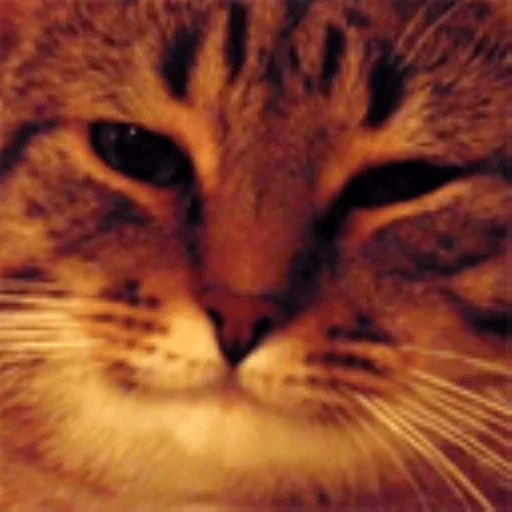 😺 Стикер «Смайлы discord.gg/lorule» для Telegram