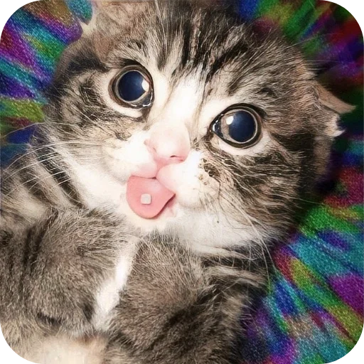 🐱 Стикер «Good Trip» для Telegram