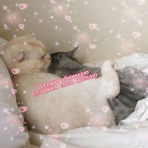 ❤️ Стикер «ProvinsiaAlkashki» для Telegram