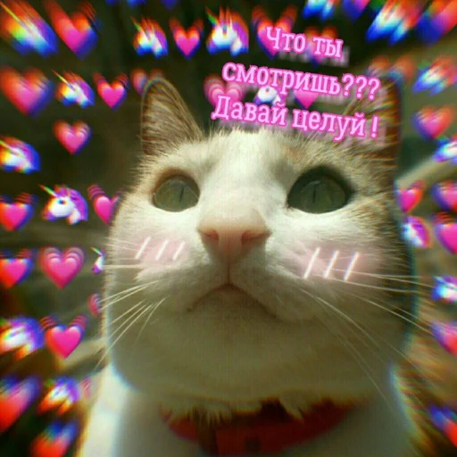 ❤️ Стикер «ProvinsiaAlkashki» для Telegram