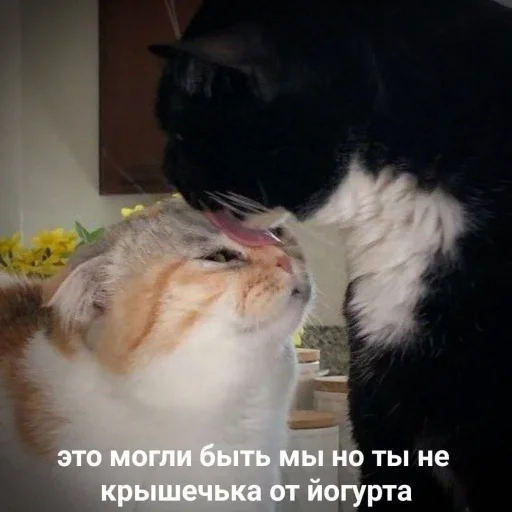 ❤️ Стикер «ProvinsiaAlkashki» для Telegram