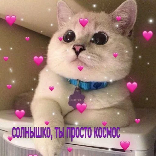 ❤️ Стикер «ProvinsiaAlkashki» для Telegram