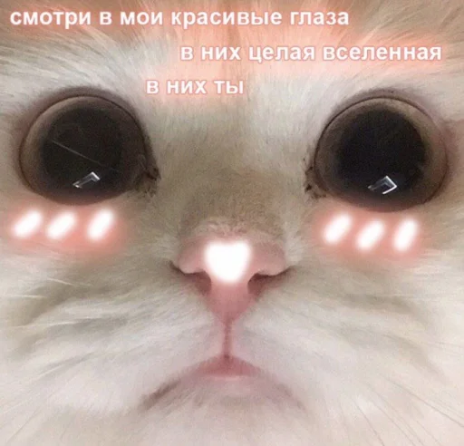 ❤️ Стикер «ProvinsiaAlkashki» для Telegram