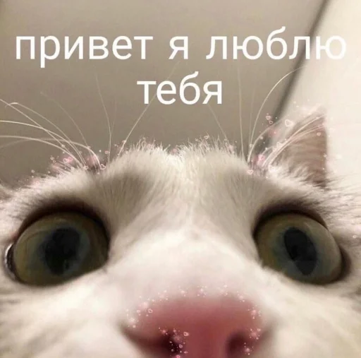 ❤️ Стикер «ProvinsiaAlkashki» для Telegram