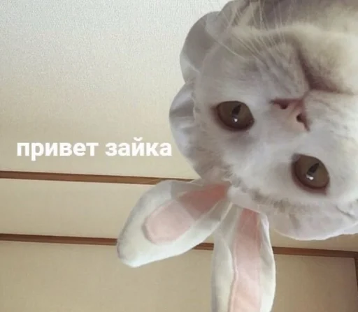 ❤️ Стикер «ProvinsiaAlkashki» для Telegram
