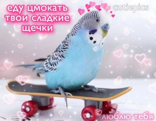 ❤️ Стикер «ProvinsiaAlkashki» для Telegram
