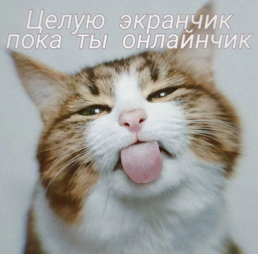 ❤️ Стикер «ProvinsiaAlkashki» для Telegram
