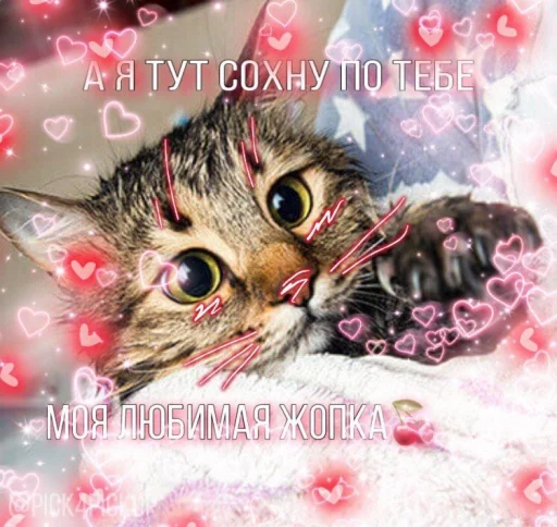 ❤️ Стикер «ProvinsiaAlkashki» для Telegram