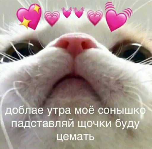 ❤️ Стикер «ProvinsiaAlkashki» для Telegram