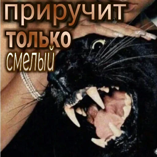 🙈 Стикер «Любовь и открытки» для Telegram