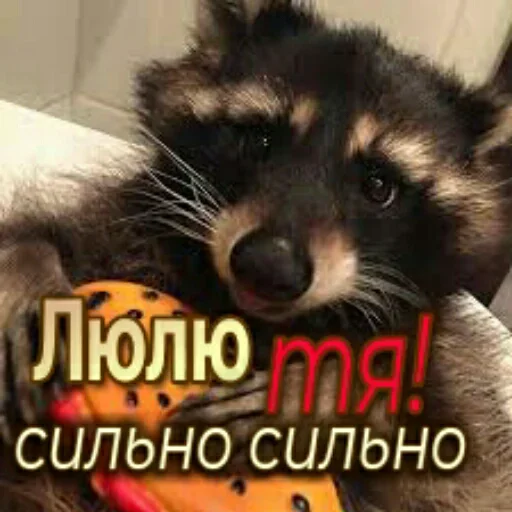 🦝 Стикер «Любовь и открытки» для Telegram