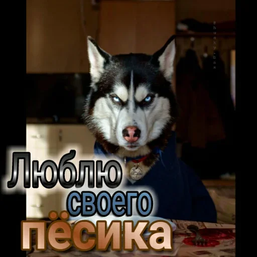🐕 Стикер «Любовь и открытки» для Telegram