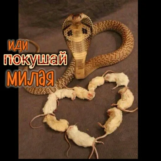 🐍 Стикер «Любовь и открытки» для Telegram