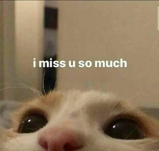 😔 Стикер «Love cats» для Telegram