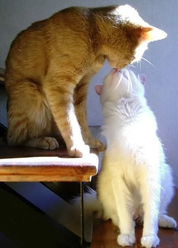 😘 Стикер «Love cats» для Telegram