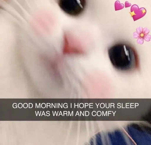 ❤️ Стикер «Love cats» для Telegram