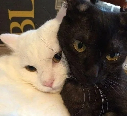 🥰 Стикер «Love cats» для Telegram