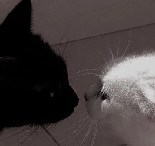 ❤️ Стикер «Love cats» для Telegram