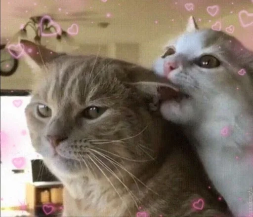 ❤️ Стикер «Love cats» для Telegram
