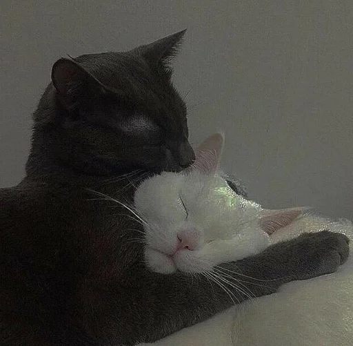 ❤️ Стикер «Love cats» для Telegram