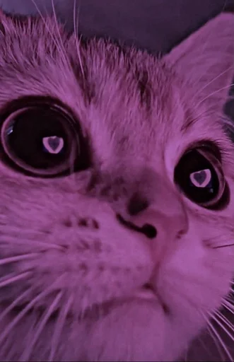 💖 Стикер «Love cats» для Telegram