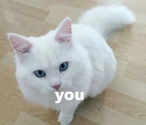 👩‍❤️‍👨 Стикер «Love cats» для Telegram