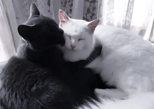 😘 Стикер «Love cats» для Telegram