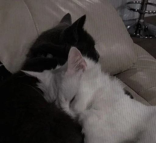 🥰 Стикер «Love cats» для Telegram