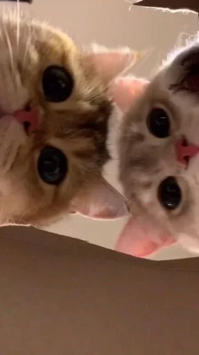 👫 Стикер «Love cats» для Telegram