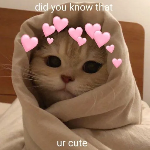 ❤️ Стикер «Love cats» для Telegram