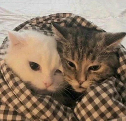 ❤️ Стикер «Love cats» для Telegram