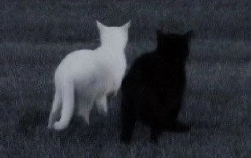❤️ Стикер «Love cats» для Telegram