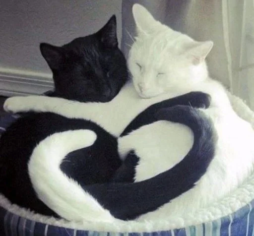 Стикерпак Love cats для Telegram