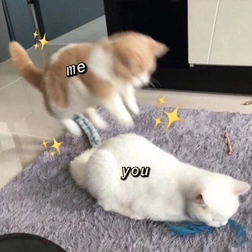 ❤️ Стикер «Love cats» для Telegram