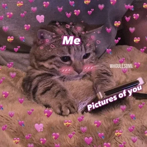 ❤️ Стикер «Love cats» для Telegram