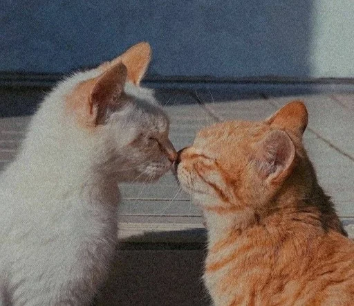 😘 Стикер «Love cats» для Telegram