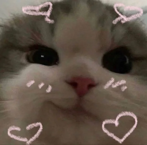 😉 Стикер «Love cats» для Telegram